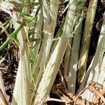 Cynara humilis Bark