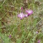 Crupina vulgaris Blomma