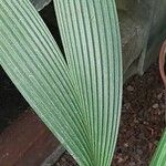 Asplundia insignis Hoja