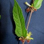 Triumfetta bogotensis Diğer