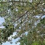Populus × canescens Ліст