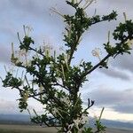 Turraea mombassana Συνήθη χαρακτηριστικά