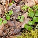 Coptis trifolia Hábito