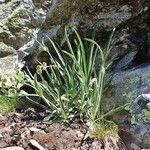 Bupleurum stellatum Habit