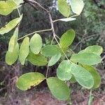 Commiphora mollis Blad