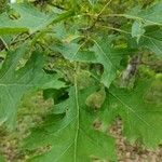 Quercus shumardii Fuelha
