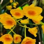 Dendrobium chrysotoxum Цвят
