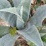 Agave asperrima Leaf