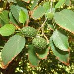 Alnus rhombifolia Blad