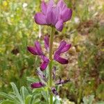 Lupinus hispanicus 花