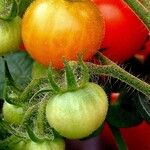 Solanum lycopersicum Fruit