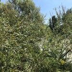 Salix eleagnos Листок