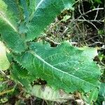 Lactuca serriola Blad