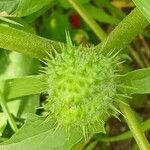 Datura stramonium Fruit