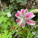 Lilium kelloggii Flower