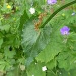 Rumex arifolius Blad