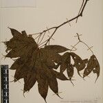 Acer campbellii Arall