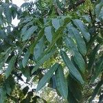 Pterocarya fraxinifolia 葉