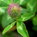 Trifolium pratense अन्य