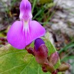 Canavalia rosea Flower