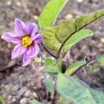 Solanum melongenaBlüte