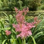 Filipendula rubra Flor