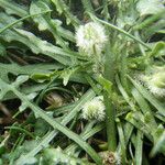 Hypochaeris robertia Hábito