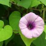 Ipomoea tiliacea Leaf