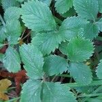 Potentilla sterilisLeaf