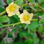 Sida acuta Blüte