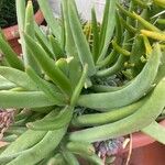 Dudleya edulis Hoja