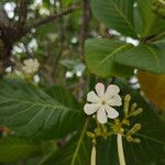 Guettarda speciosa Blüte