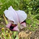 Iris lortetii 花