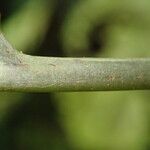 Bolbitis auriculata Leaf