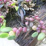 Bulbophyllum cocoinum Leaf