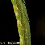 Lycopodium × oellgaardii Bark