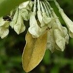Elaeagnus umbellata Fleur