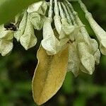 Elaeagnus umbellata Kwiat