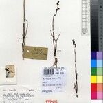 Habenaria libeniana Other