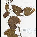 Cissus descoingsii Hostoa