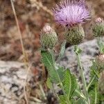 Klasea pinnatifida Flower