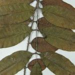 Zanthoxylum pentandrum Máis