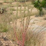 Amaranthus fimbriatus Habit