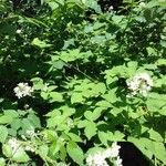 Rubus discolor عادت داشتن