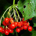 Viburnum sargentii Fruit