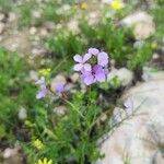 Erucaria hispanica Flor