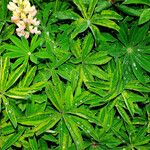 Lupinus polyphyllus Feuille