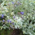 Tripora divaricata Hoja