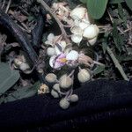 Cassia grandis Kvet