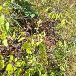 Solidago bicolor Habit